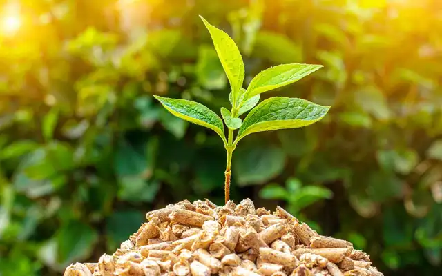 plant growing out of a pile of biomass pellets